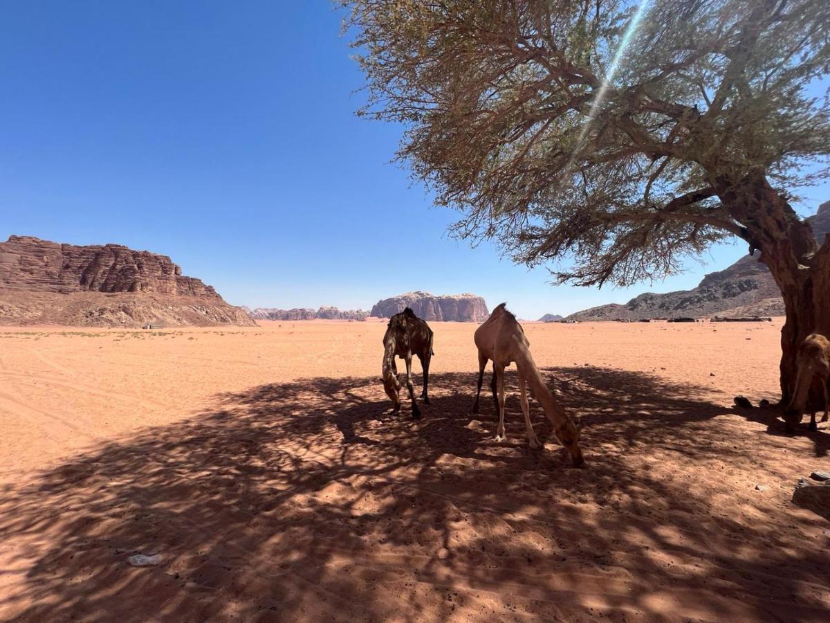 Desert Dream Camp Wadi Rum Exterior photo