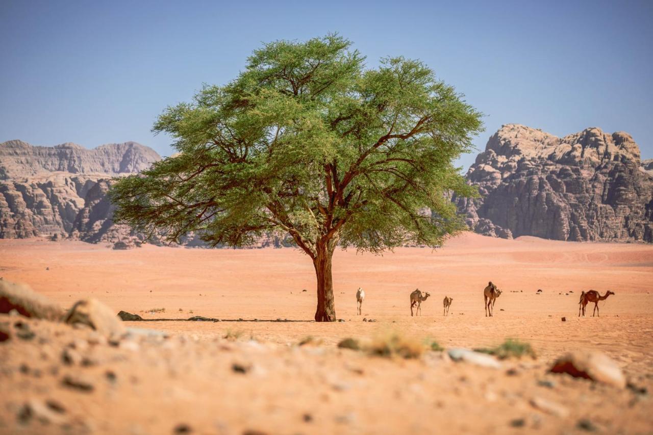 Desert Dream Camp Wadi Rum Exterior photo